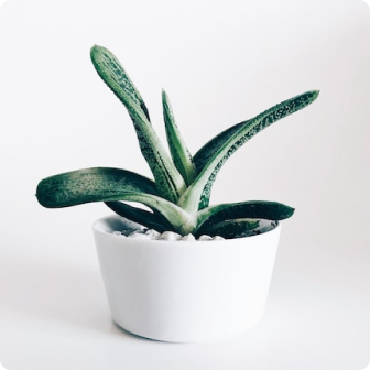 plant image